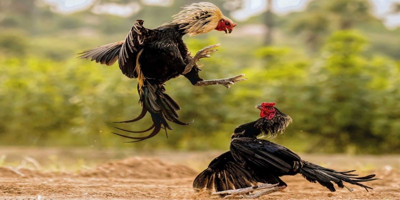 Bạn có thể chọn gà đá hợp ngũ hành theo từng ngày dễ dàng